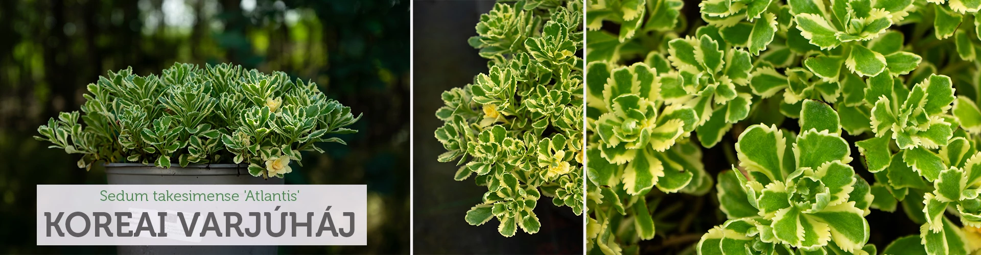 Sedum takesimense 'Atlantis' – Koreai varjúháj
