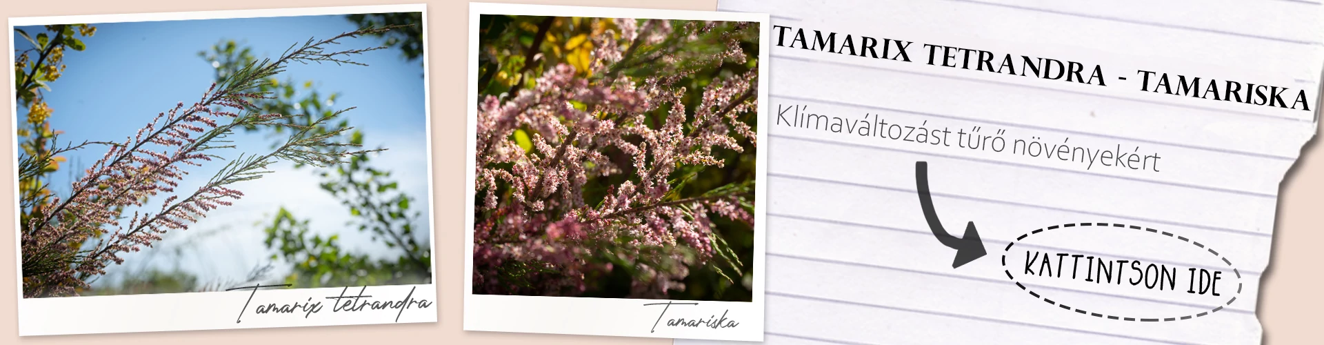 Tamarix tetrandra - Tamariska