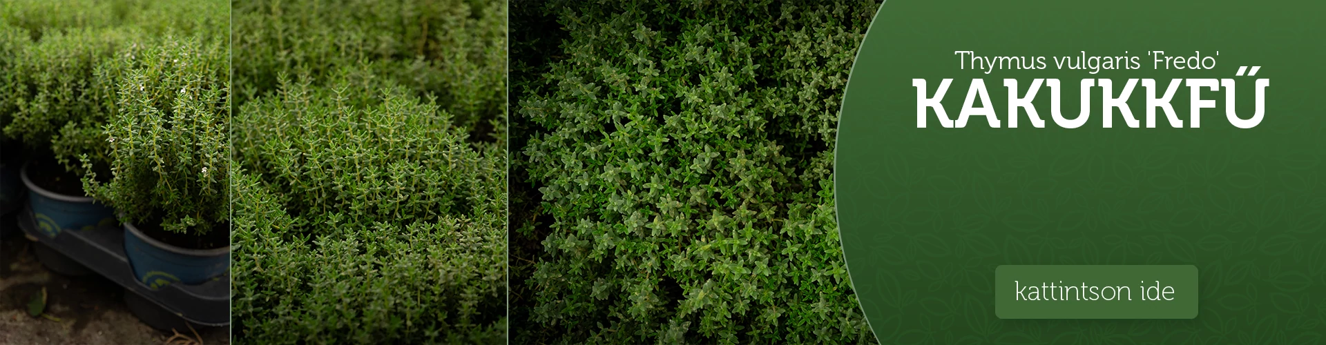 Thymus vulgaris 'Fredo' – Kakukkfű
