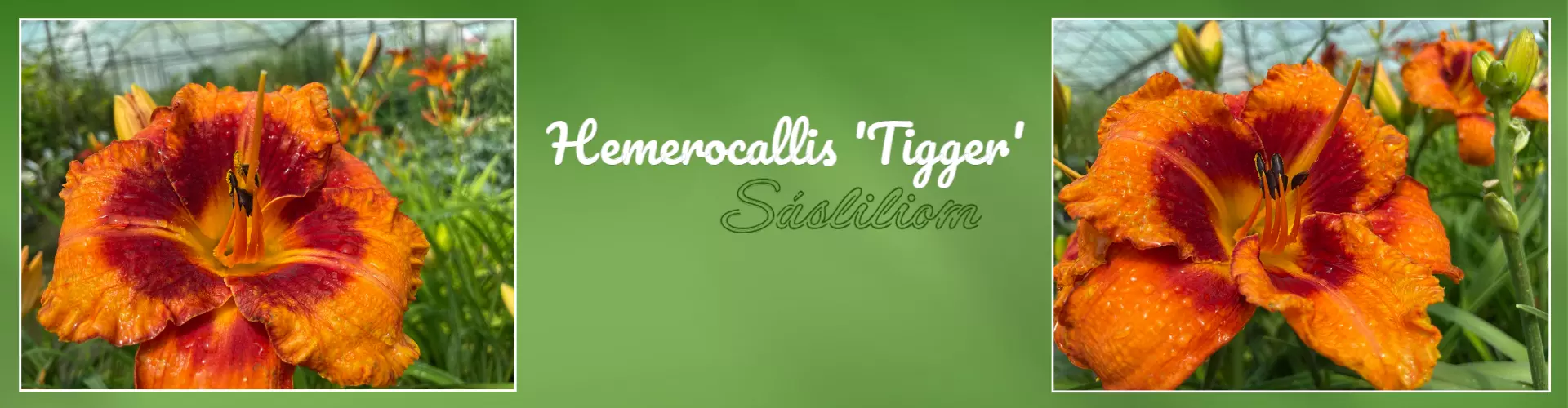 Hemerocallis 'Tigger' – Sásliliom