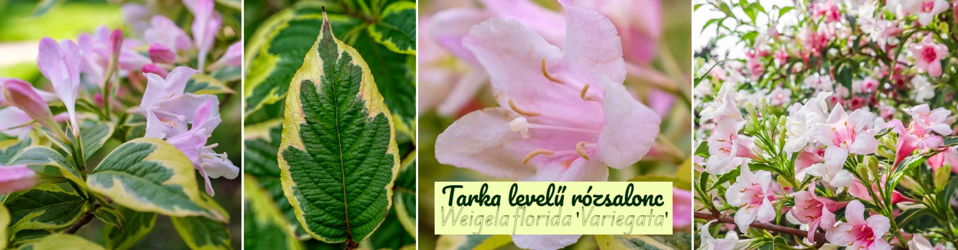 Weigela florida 'Variegata' -Tarka levelű rózsalonc