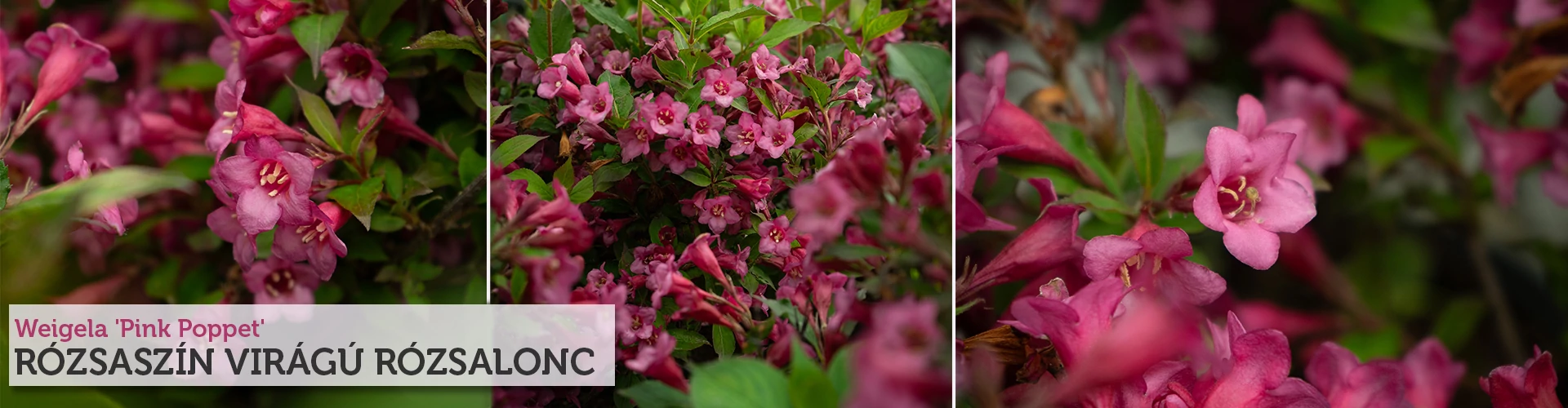 Weigela 'Pink Poppet' – Rózsaszín virágú rózsalonc