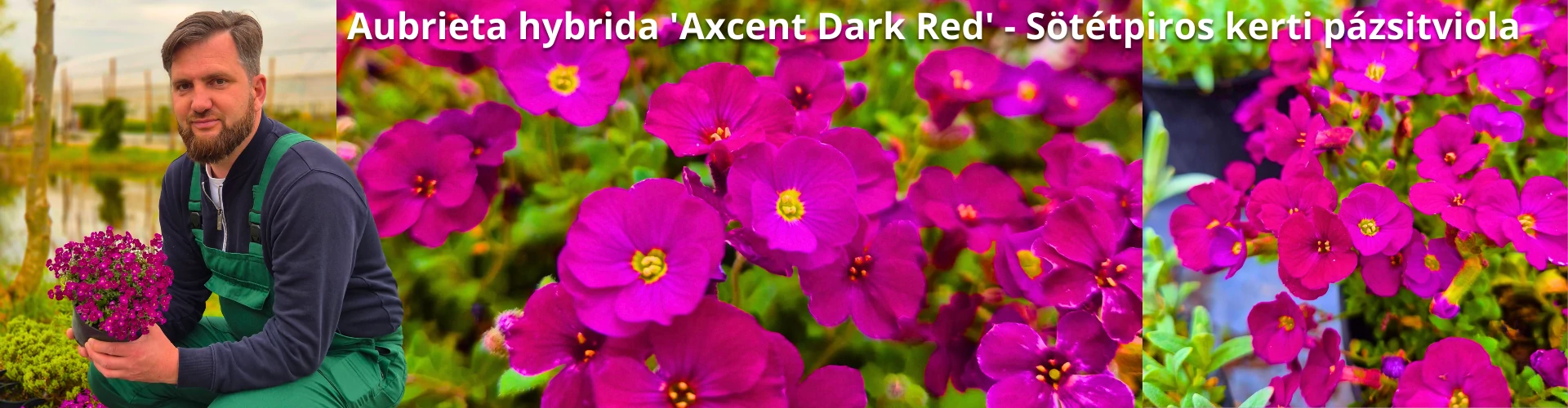 Aubrieta hybrida 'Axcent Dark Red' - Sötétpiros kerti pázsitviola