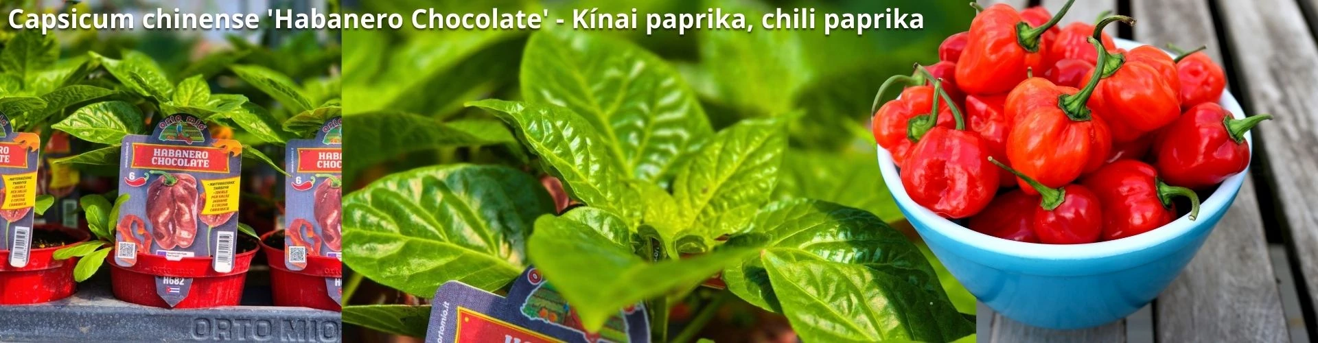 Capsicum chinense 'Habanero Chocolate' (syn.: 'Congo Black', 'Black Habanero') - Kínai paprika, chili paprika (extrém erős)