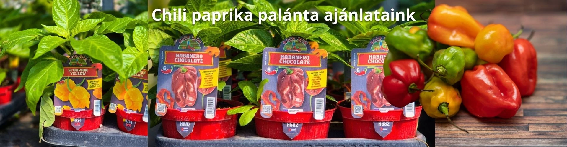 Chili paprika palánta ajánlataink