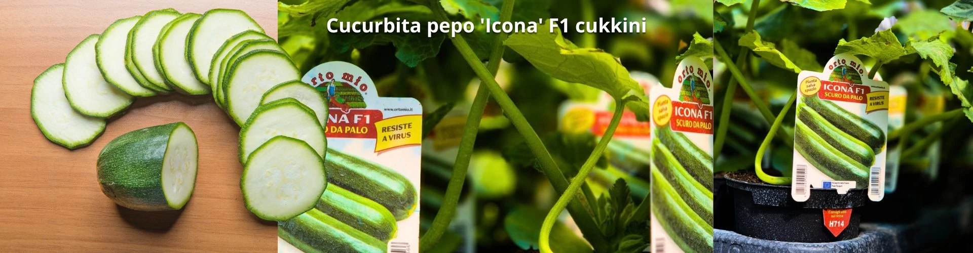 Cucurbita pepo 'Icona' F1 cukkini