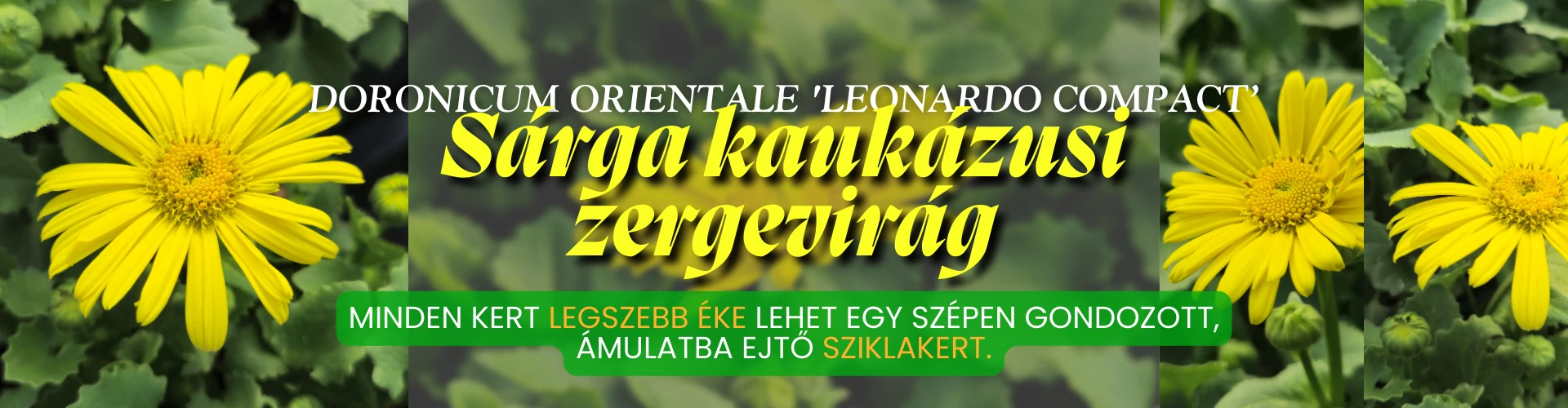 Doronicum orientale 'Leonardo Compact' - Sárga kaukázusi zergevirág