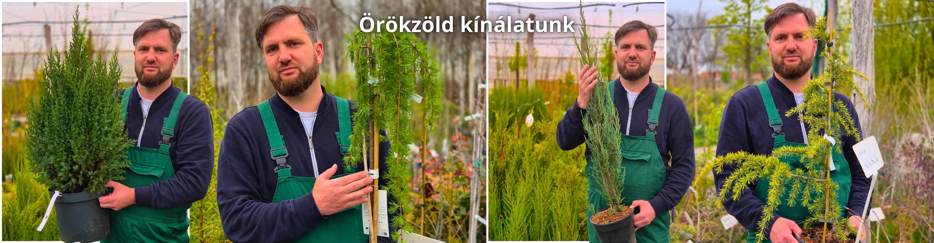 Örökzöld kínálatunk