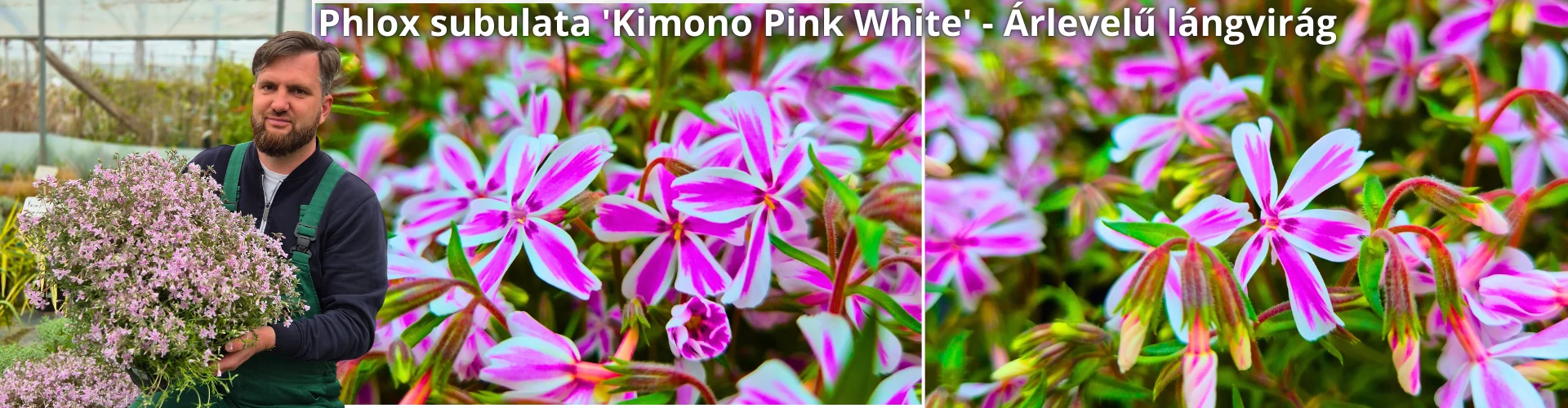 Phlox subulata 'Kimono Pink White' - Árlevelű lángvirág