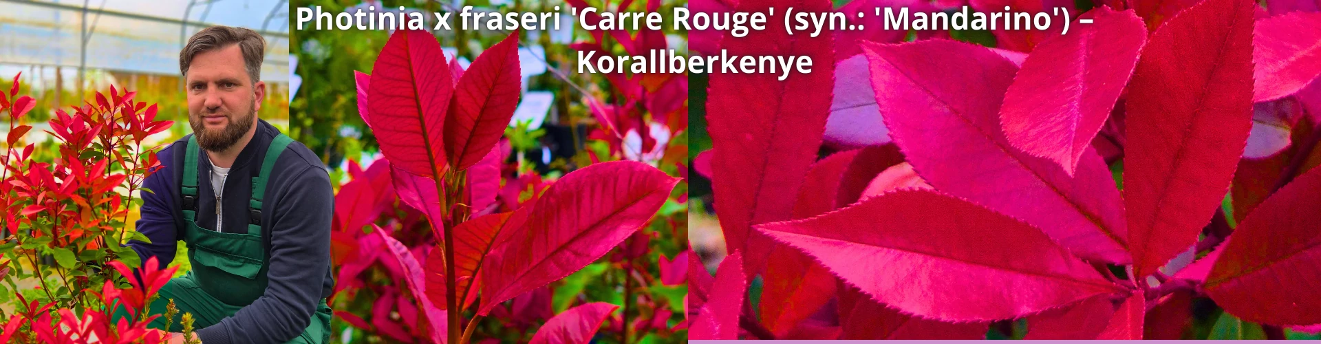 Photinia x fraseri 'Carre Rouge' (syn.: 'Mandarino') – Korallberkenye