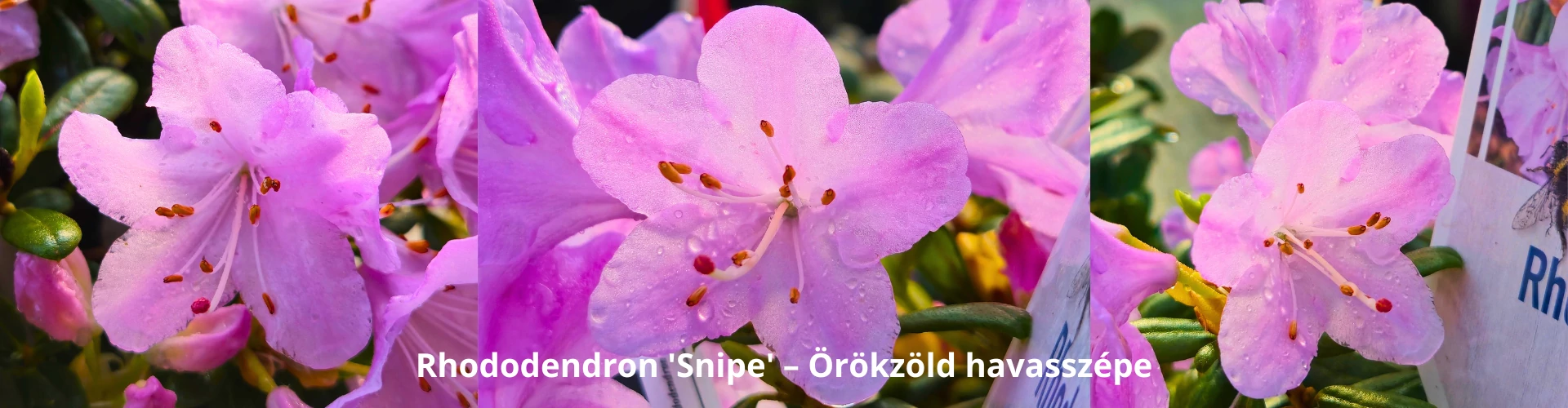 Rhododendron 'Snipe' – Örökzöld havasszépe