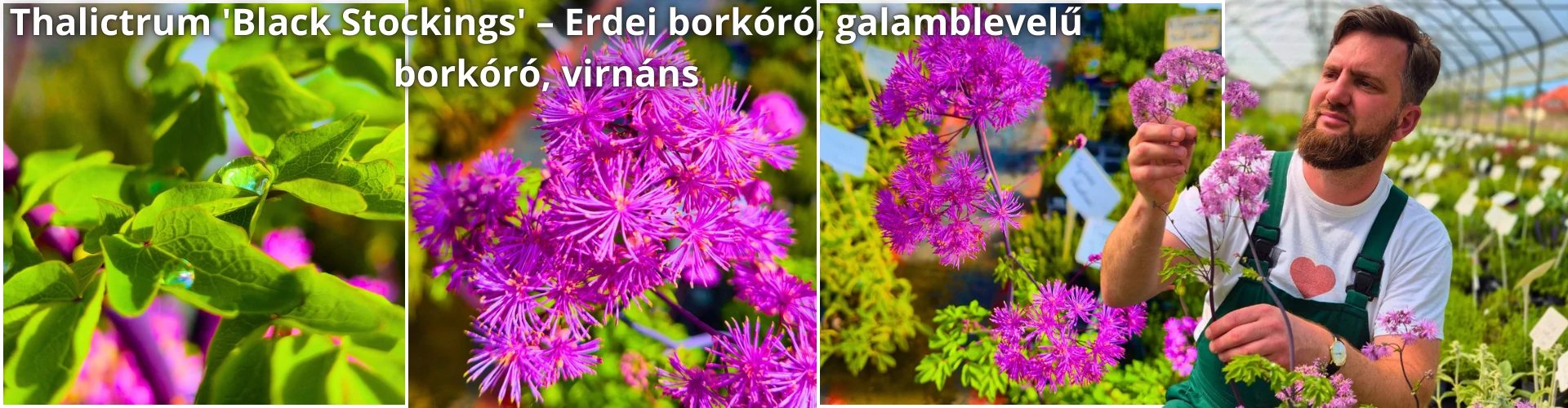 Thalictrum 'Black Stockings' – Erdei borkóró, galamblevelű borkóró, virnáns