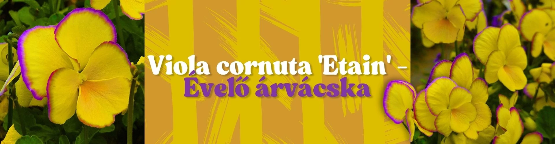 Viola cornuta 'Etain' - Évelő árvácska (sárga, lila szegéllyel)