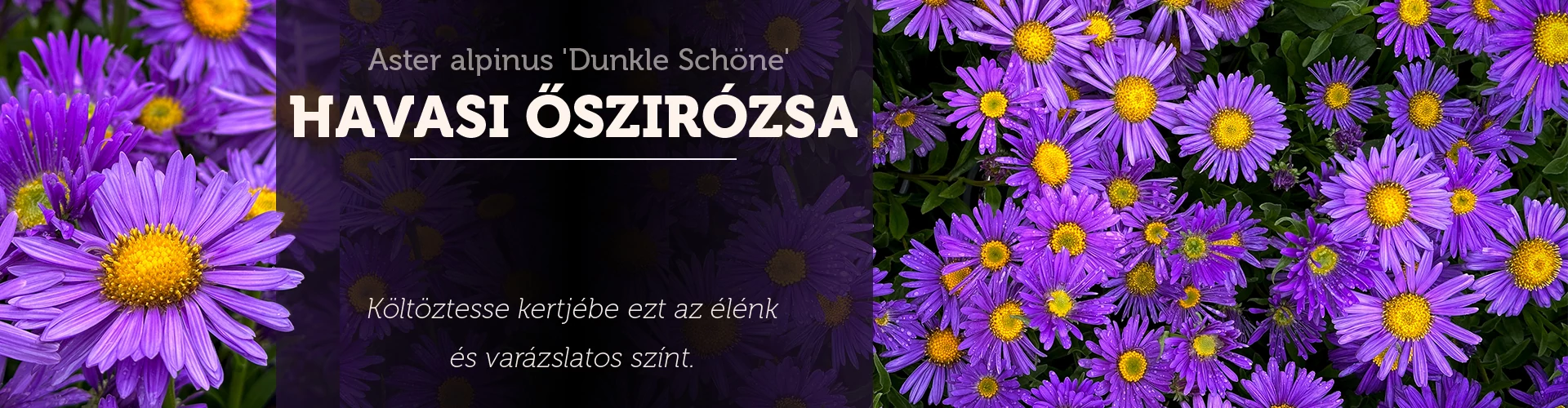 Aster alpinus 'Dunkle Schöne' - Havasi őszirózsa, gerebcsin (kékeslila)