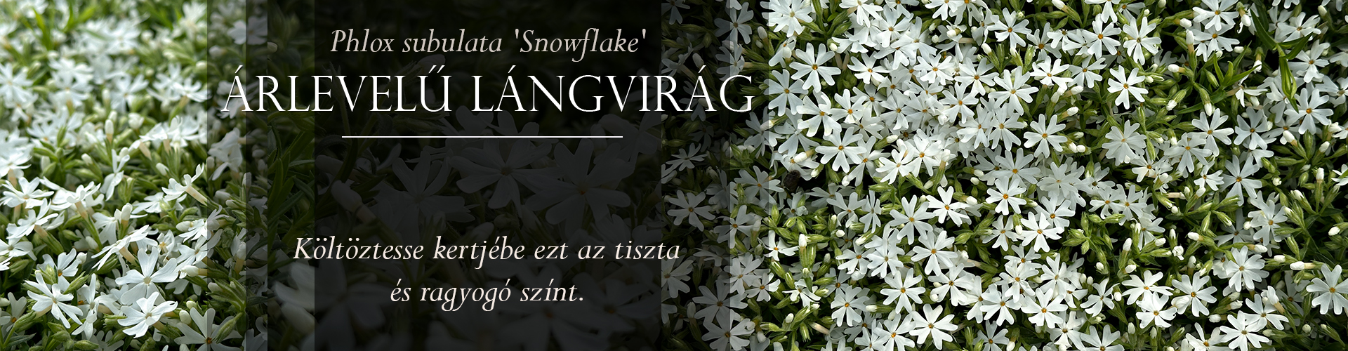 Phlox subulata 'Snowflake' – Árlevelű lángvirág