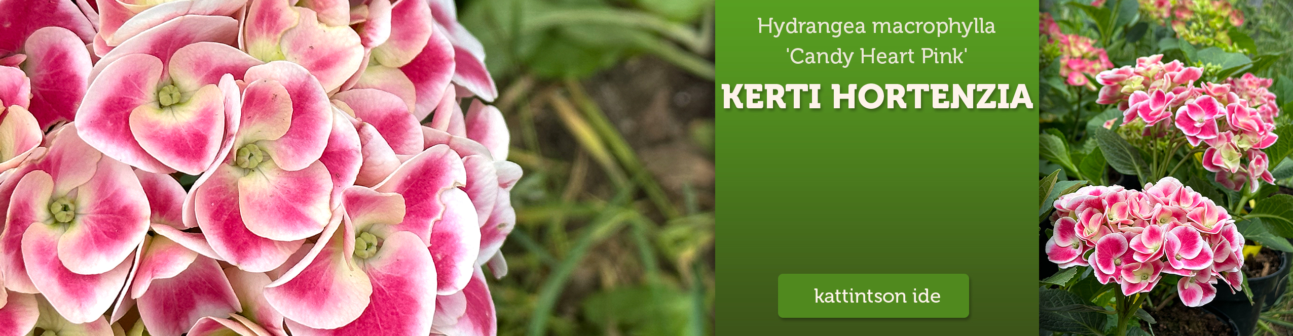 Hydrangea macrophylla 'Candy Heart Pink' – Kerti hortenzia