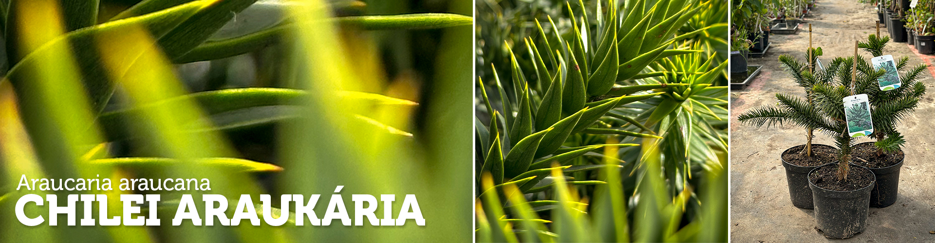 Araucaria araucana - Chilei araukária