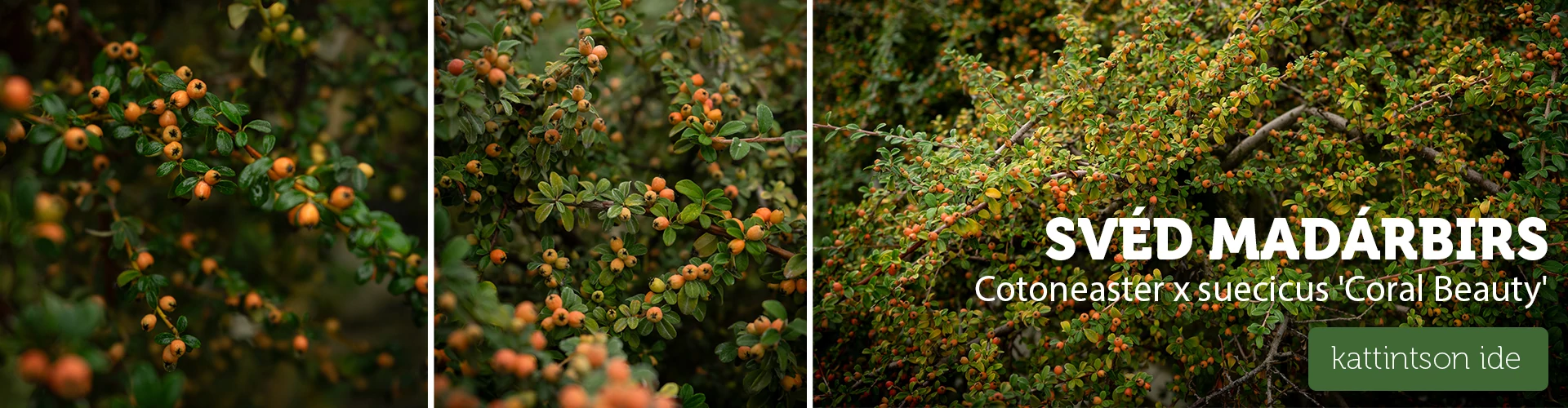 Cotoneaster x suecicus 'Coral Beauty' - Magastörzsű svéd madárbirs