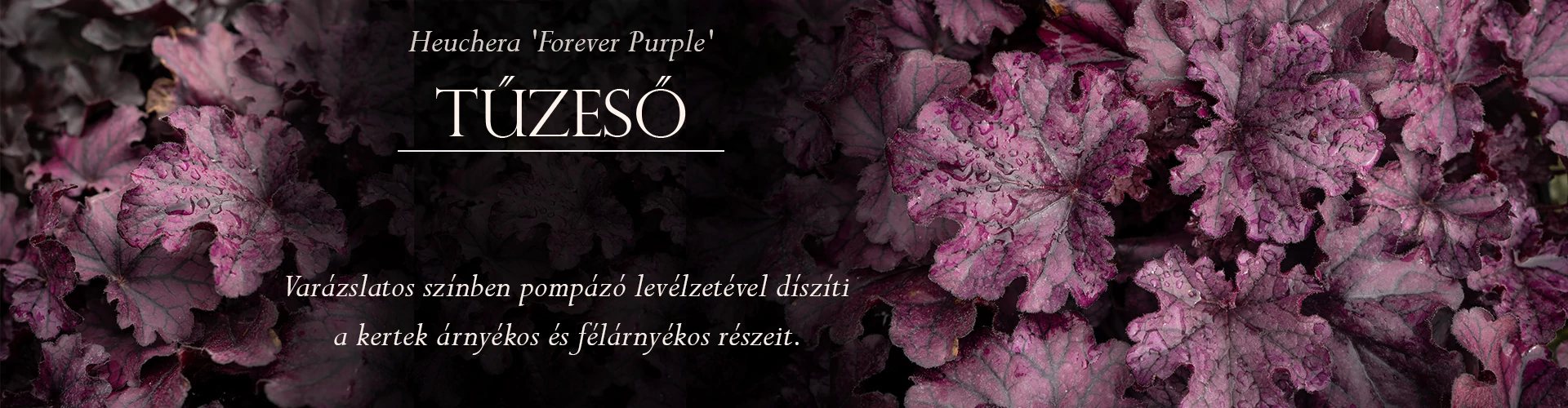 Heuchera 'Forever Purple' – Tűzeső