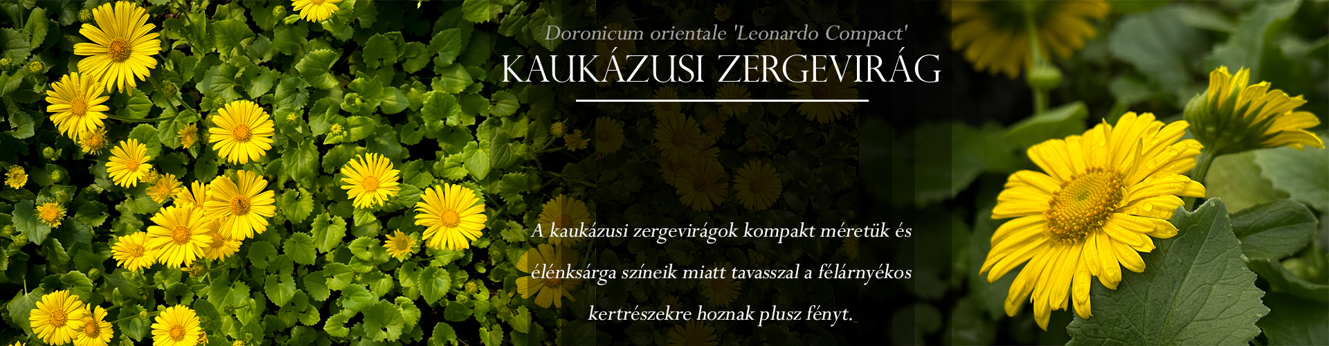 Kaukázusi zergevirág - Doronicum orientale 'Leonardo Compact'