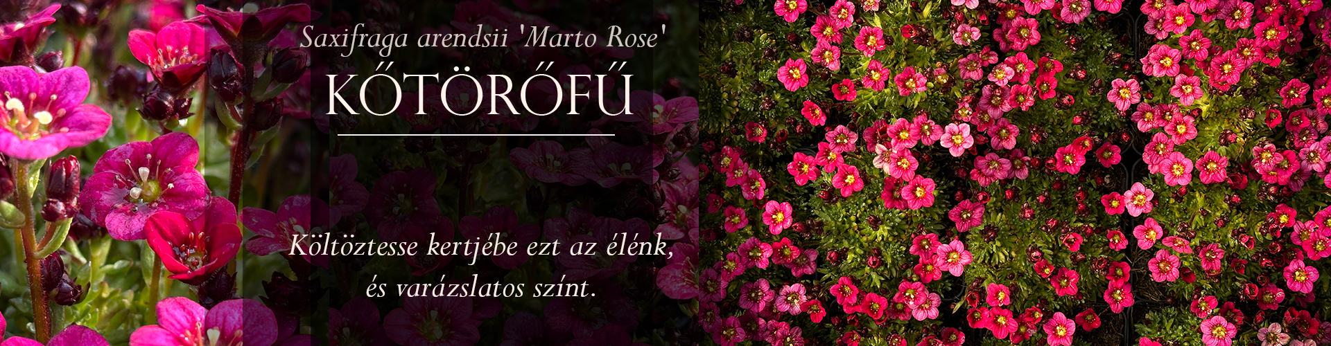 Saxifraga arendsii 'Marto Rose' – Kőtörőfű