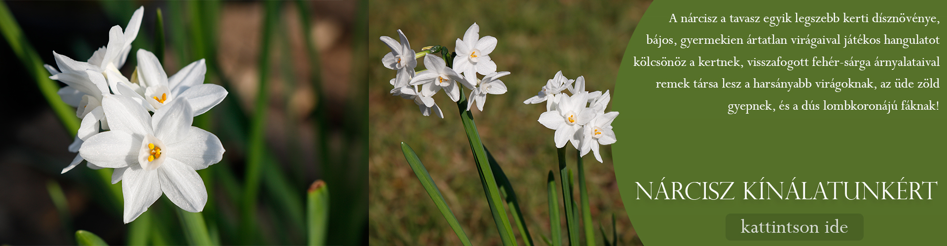 Narcissus tazetta 'Paperwhite' - Nárcisz