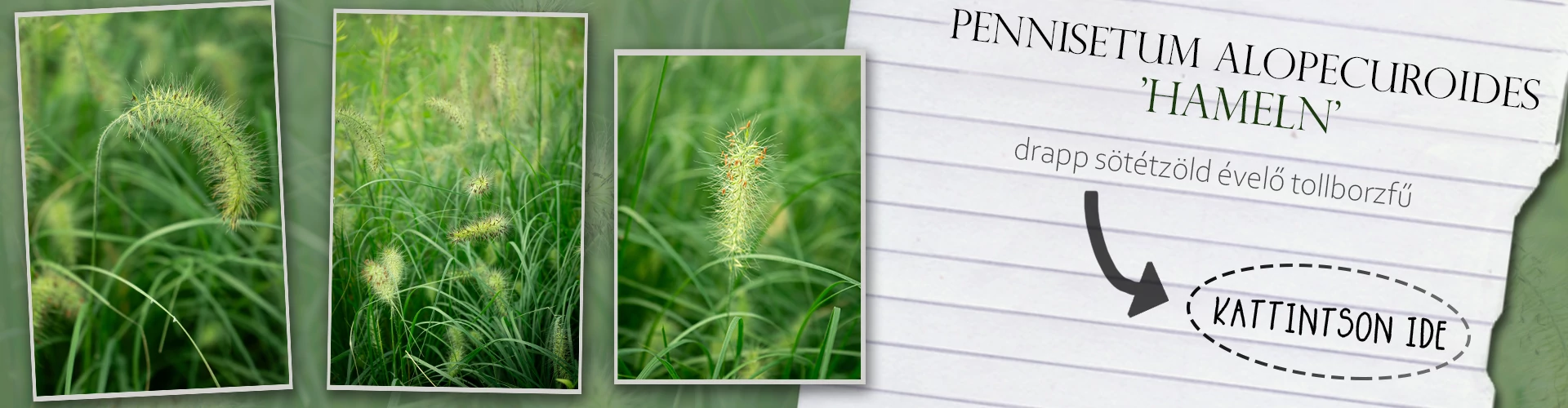 Pennisetum alopecuroides 'Hameln' - Drapp sötétzöld évelő tollborzfű
