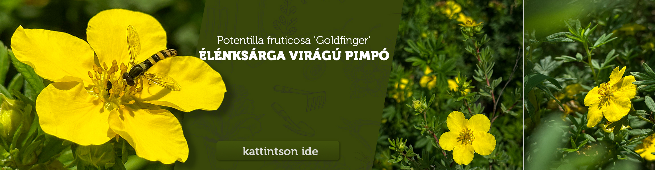 Potentilla fruticosa 'Goldfinger' - Élénksárga virágú pimpó