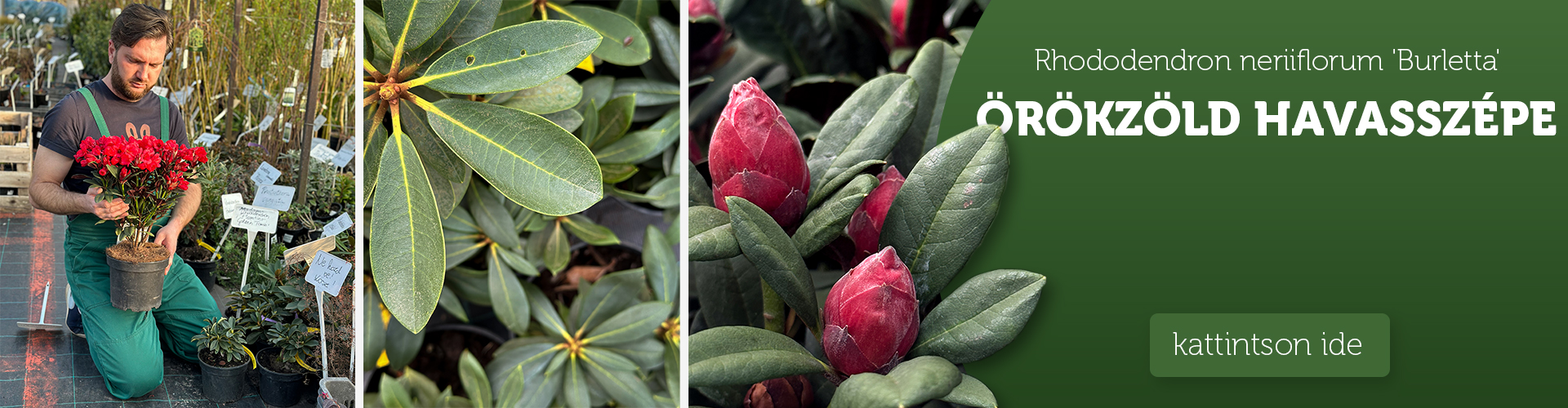 Rhododendron 'Burletta' - Örökzöld havasszépe