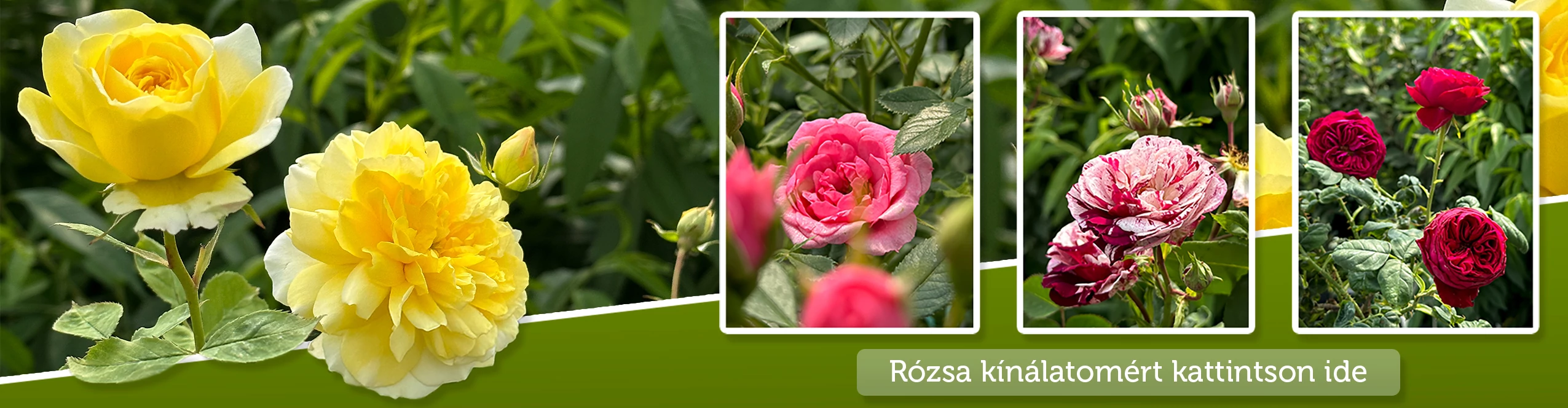 Rózsa kínálatom