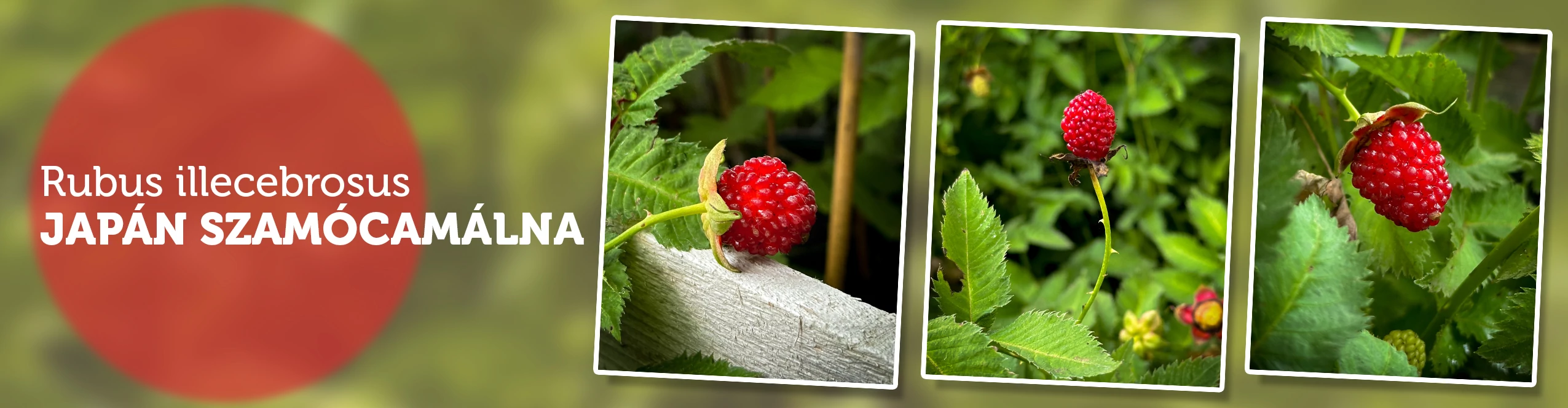 Rubus illecebrosus – Japán szamócamálna