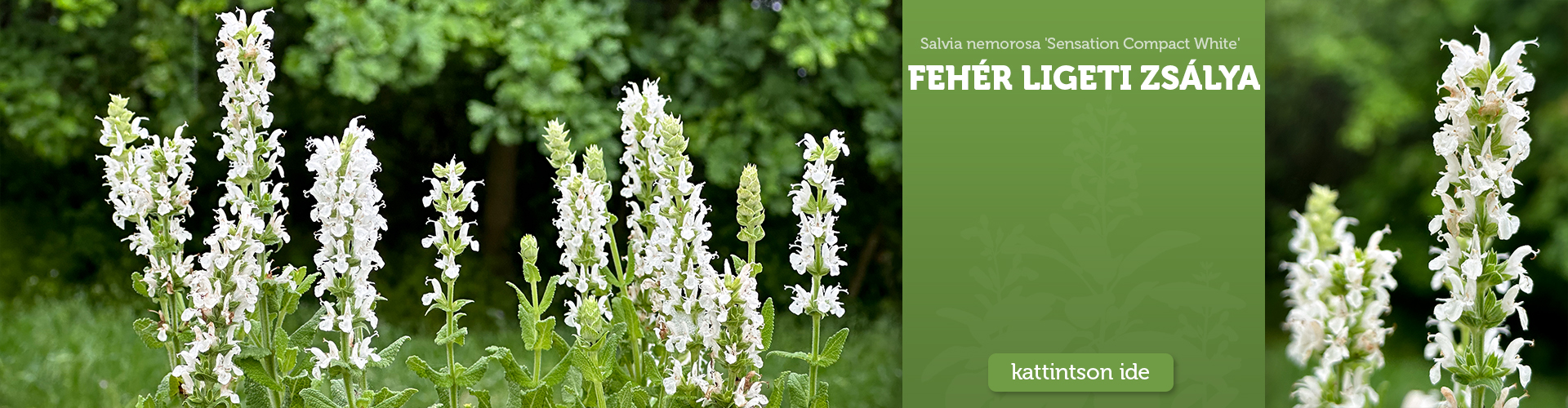Salvia nemorosa 'Sensation Compact White' - Fehér ligeti zsálya