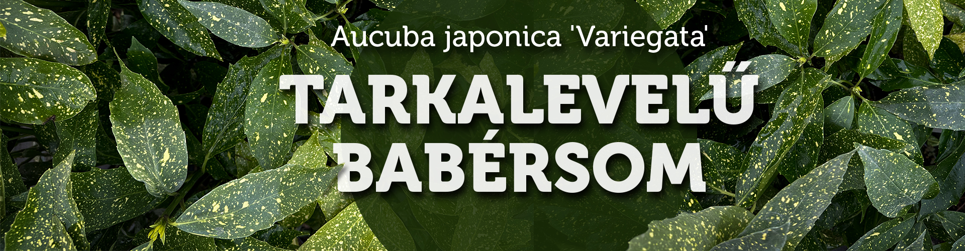 Aucuba japonica 'Variegata' - Tarkalevelű babérsom