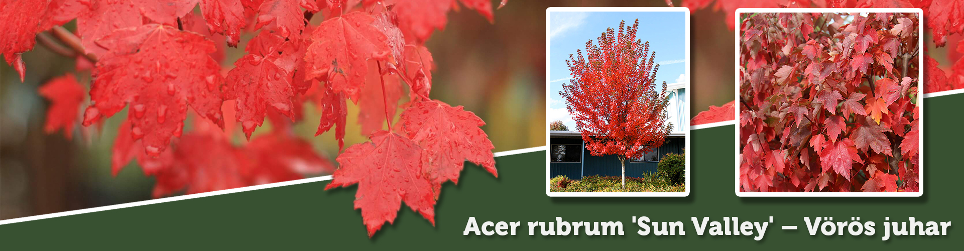 Acer rubrum 'Sun Valley' – Vörös juhar