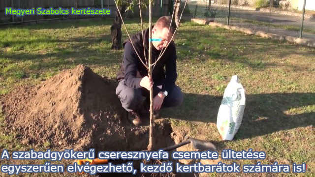 cseresznyefa csemete ültetés