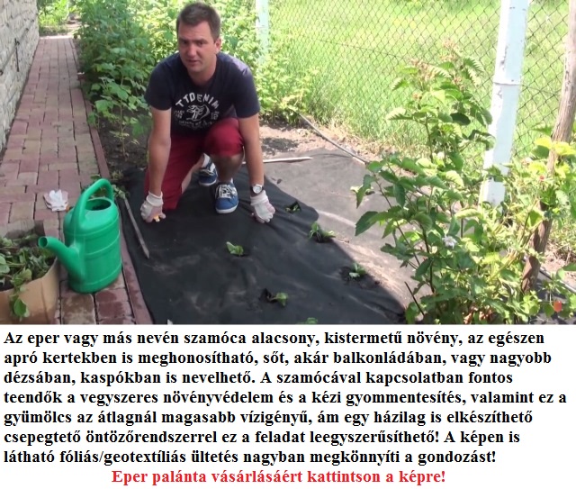 Kerti Eper Ultetese