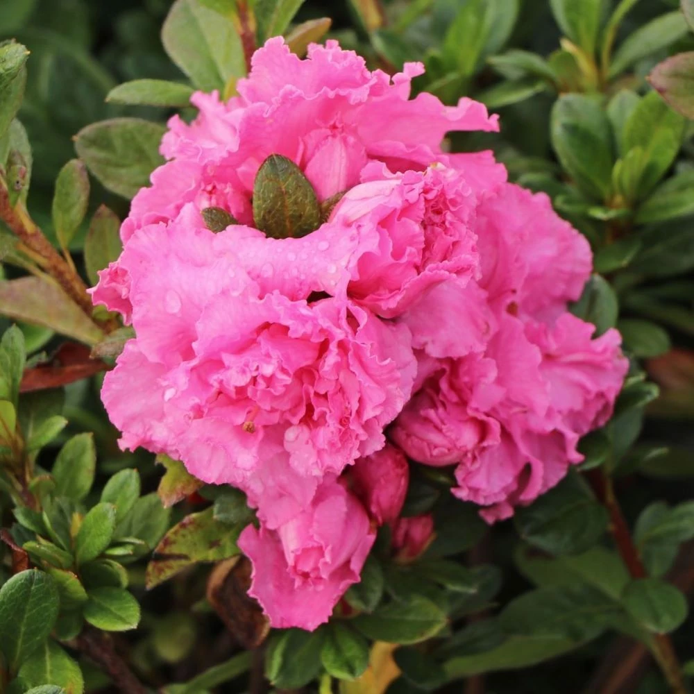 Rhododendron 'Bloom Champion'  rkzld havasszpe |  Megyeri  Szabolcs Kertszmrnk