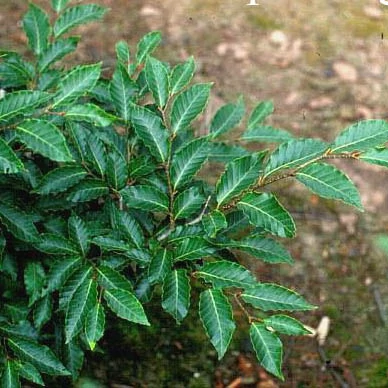 zimmerpflanze kentia palme Große Kentiapalme – Green Me Up