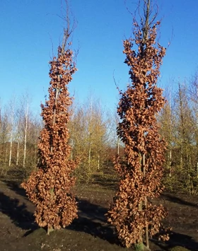 Fagus sylvatica 'Anniek'  Oszlopos bkk |  Megyeri Szabolcs  Kertszmrnk