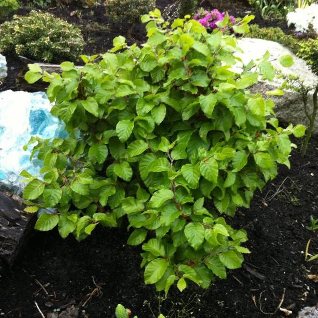 Fagus sylvatica 'Asterix'  Bkk | Kerteszmernok