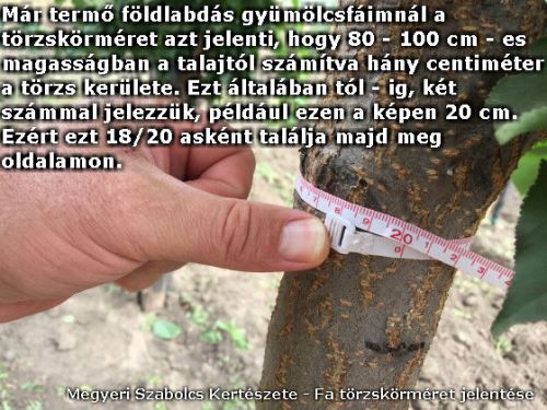 Koros gyümölcsfák a Megyeri kertészetből