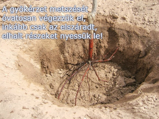 Szabadgyökerű gyümölcsfák a Megyeri kertészetben