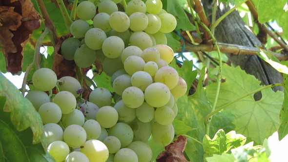 Csabagyöngye' fehér csemegeszőlő